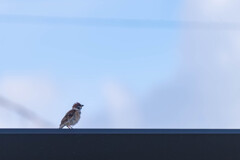 はじまる