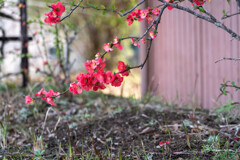花開く