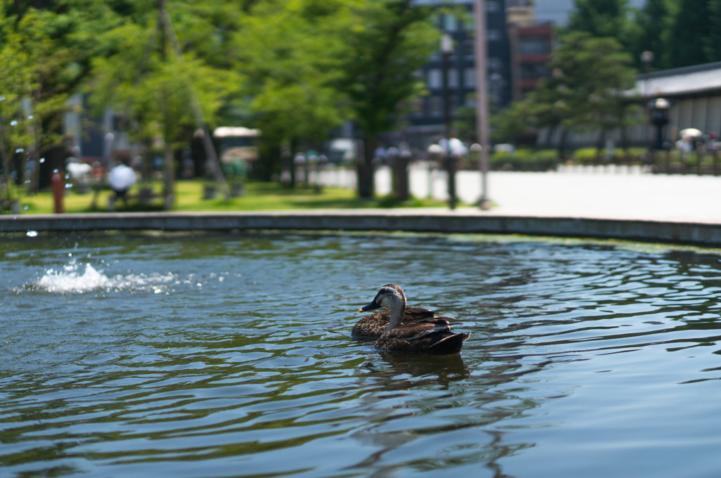 京都　西本願寺前
