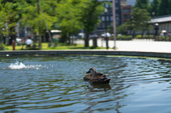 京都　西本願寺前