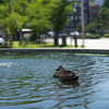 京都　西本願寺前