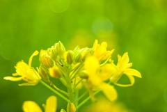 水菜の花
