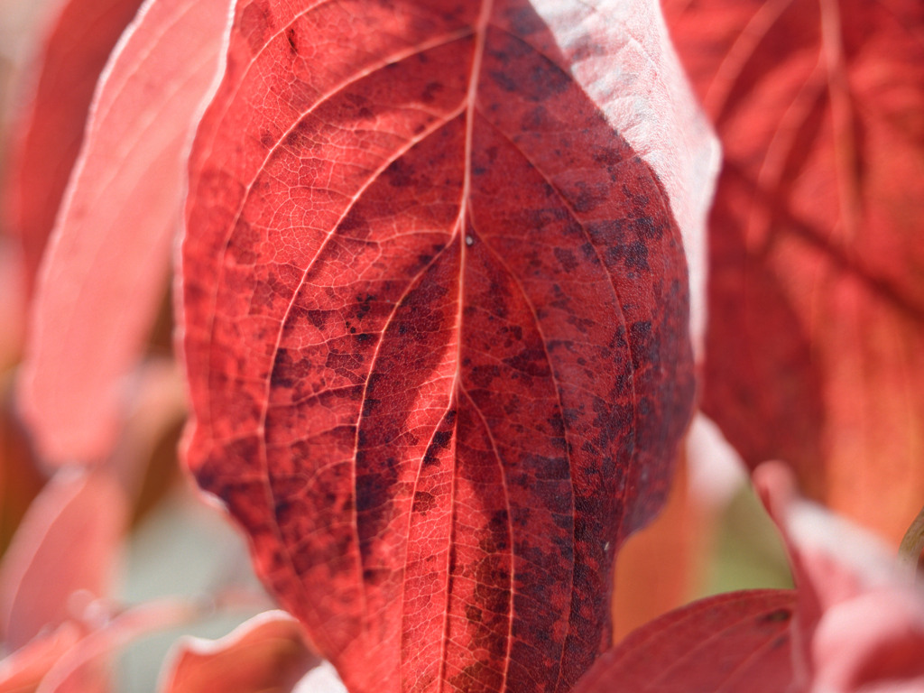 あきいろシリーズ