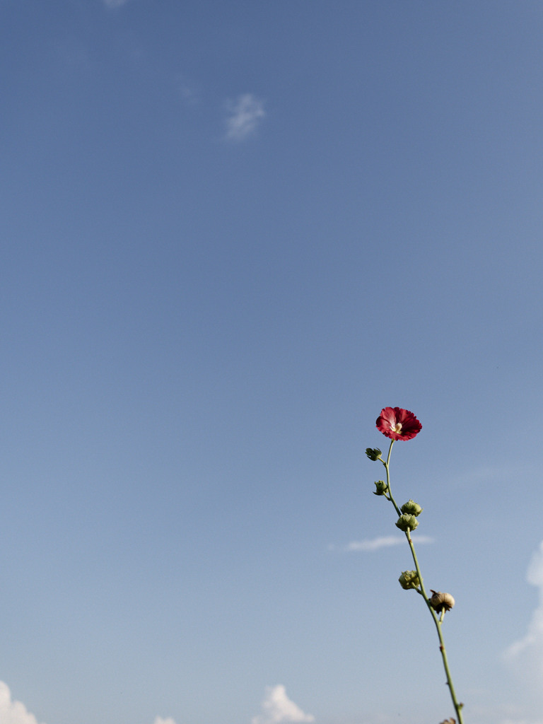 梅雨はもうあけました