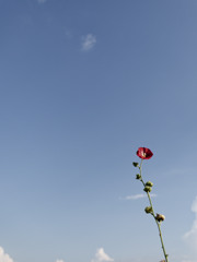 梅雨はもうあけました