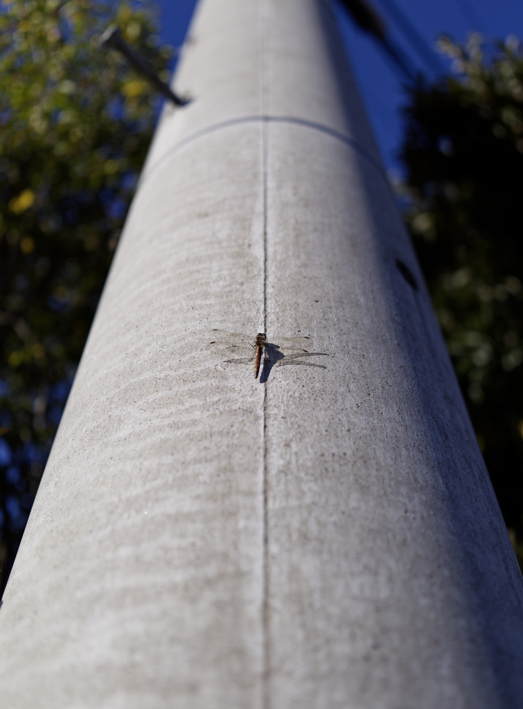 ｻﾞ･ﾗｽﾄﾄﾝﾎﾞ