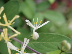 キンギンボクさん