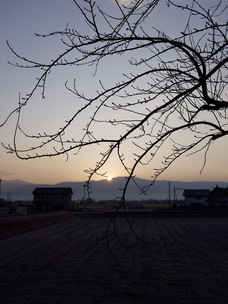 つぼみさくらあさひ