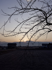 つぼみさくらあさひ