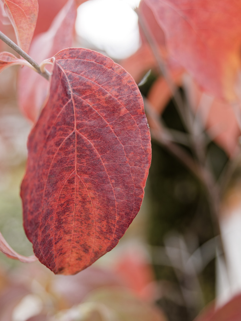 あきいろシリーズ