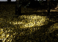 ｲﾁｮｳﾗｲﾃｨﾝｸﾞ