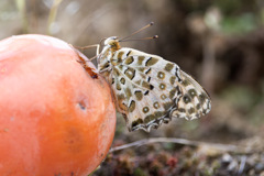 かきがうますぎる