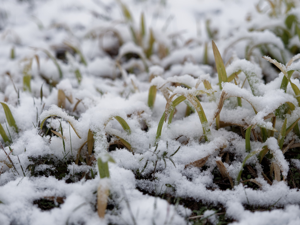 2024初雪まみれシリーズ