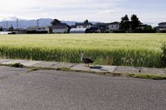ｶﾓ