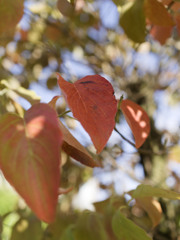 ちょい紅葉