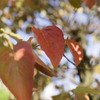 ちょい紅葉