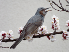 梅がおいしい