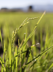 こっそり二度目の穂をつけるいねくんたち