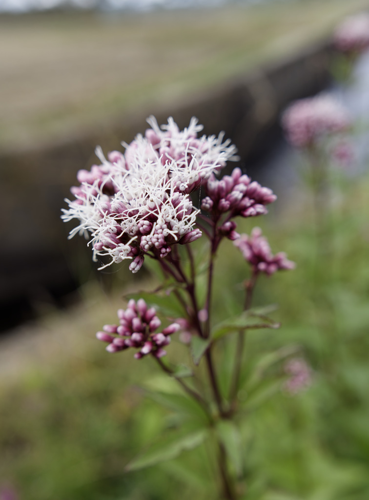 フジバカマくん