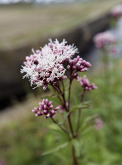 フジバカマくん