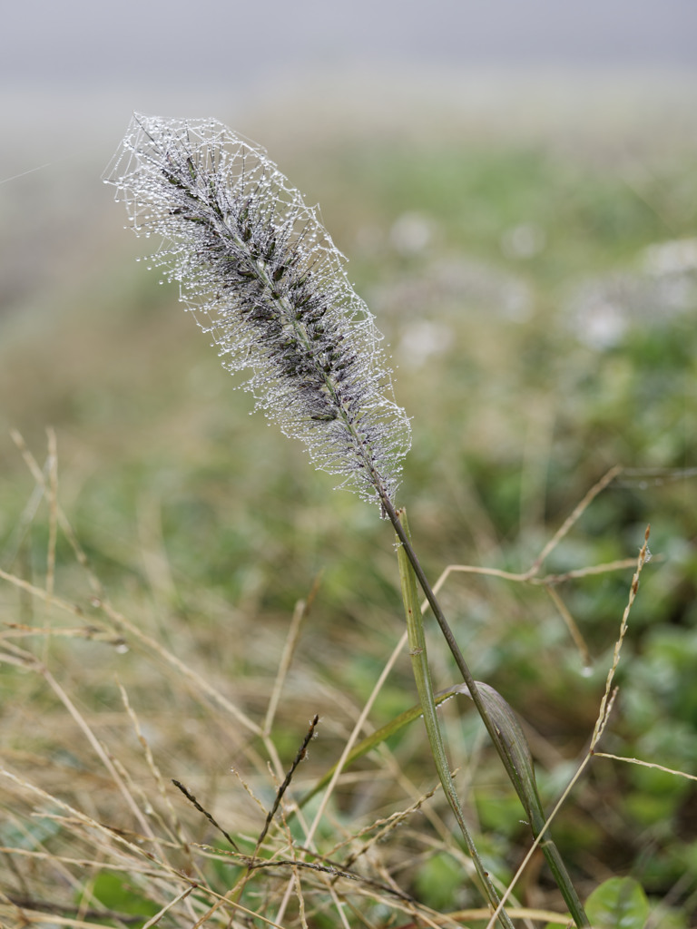 あさつゆもしゃもしゃくん