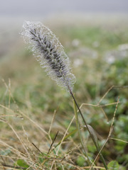 あさつゆもしゃもしゃくん