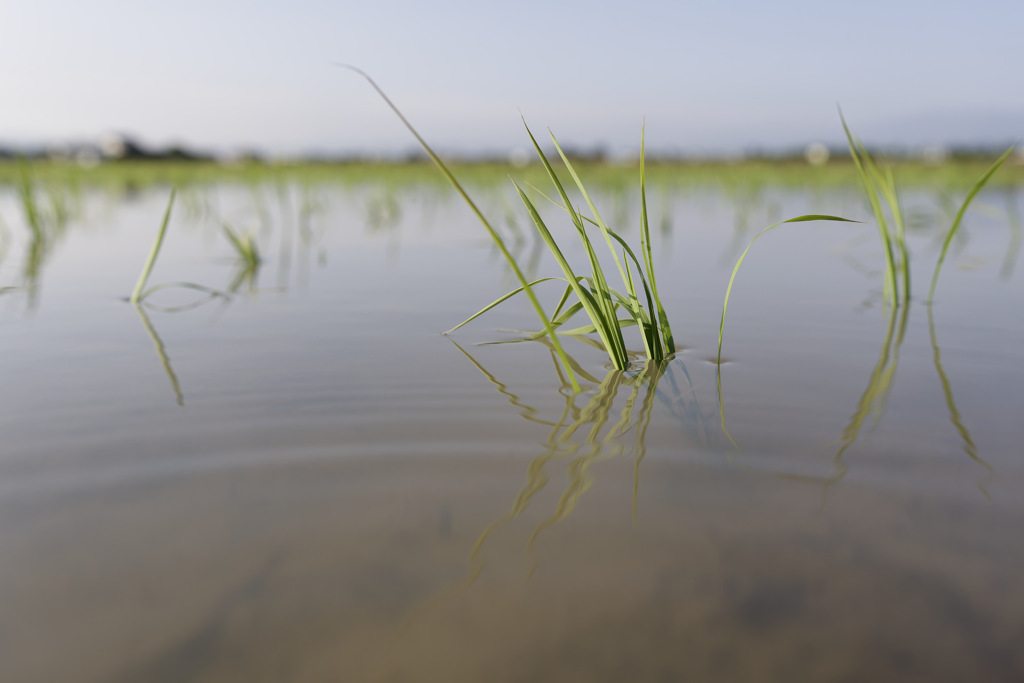 うえたてシリーズ