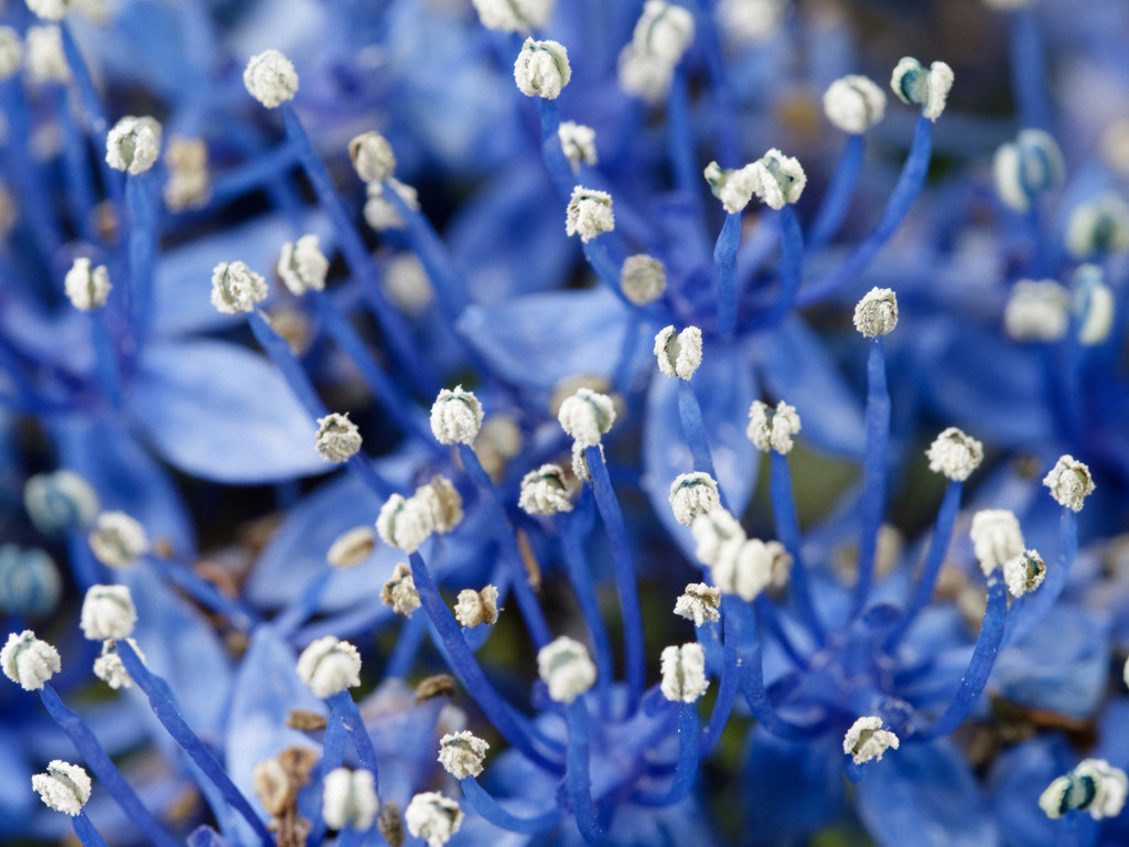 あじさいの中に星空が