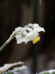 雪をかぶって寒いスイセンちゃん