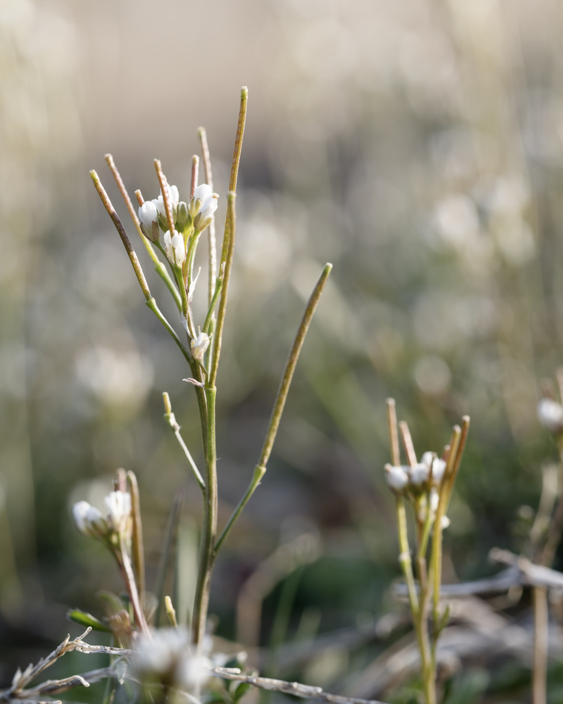 ミチタネツケバナくんが最盛期