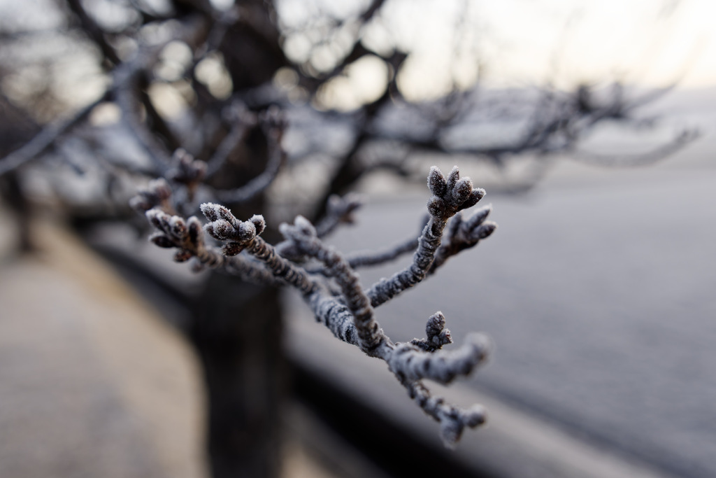 さくらのつぼみ