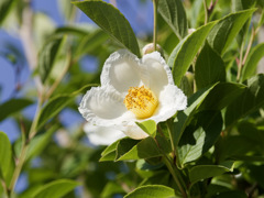 大急ぎで開花したナツツバキくん