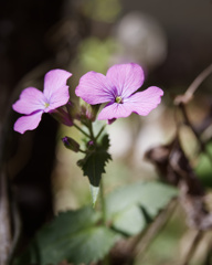 ルナリアちゃん