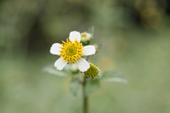センダングサのお花
