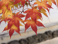 あきいろシリーズ