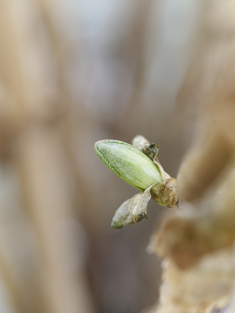 あじさいくんの芽がでてきました