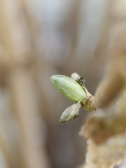 あじさいくんの芽がでてきました