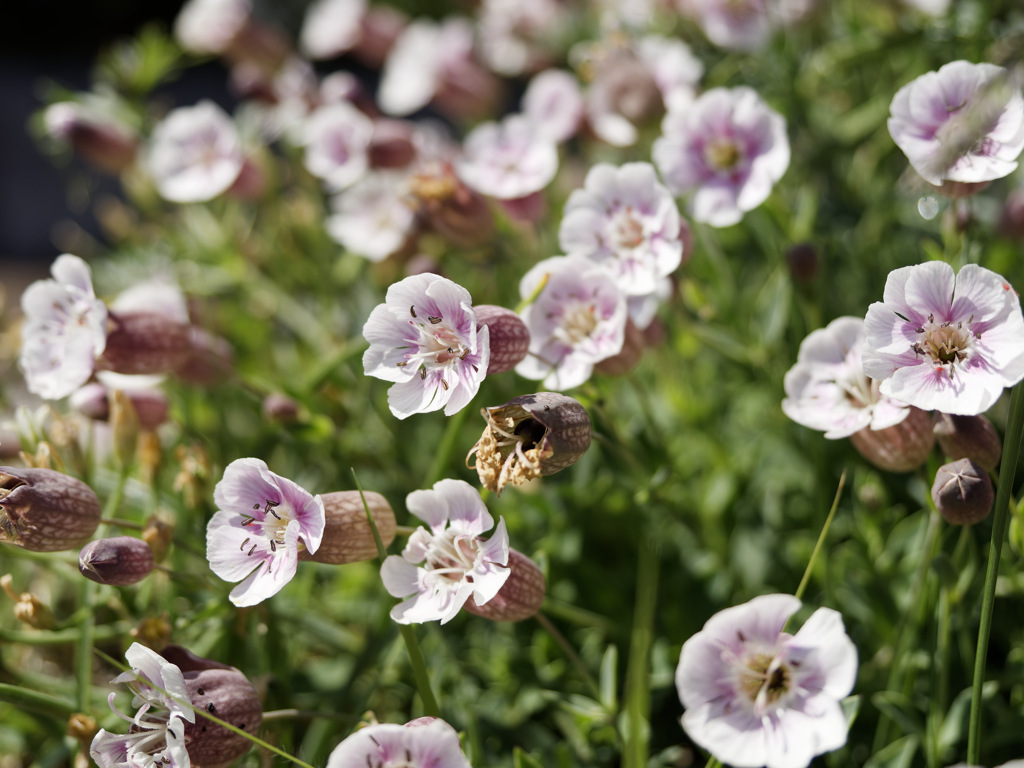 ビーム出そうな花