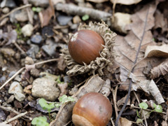 どんぐりだらけ