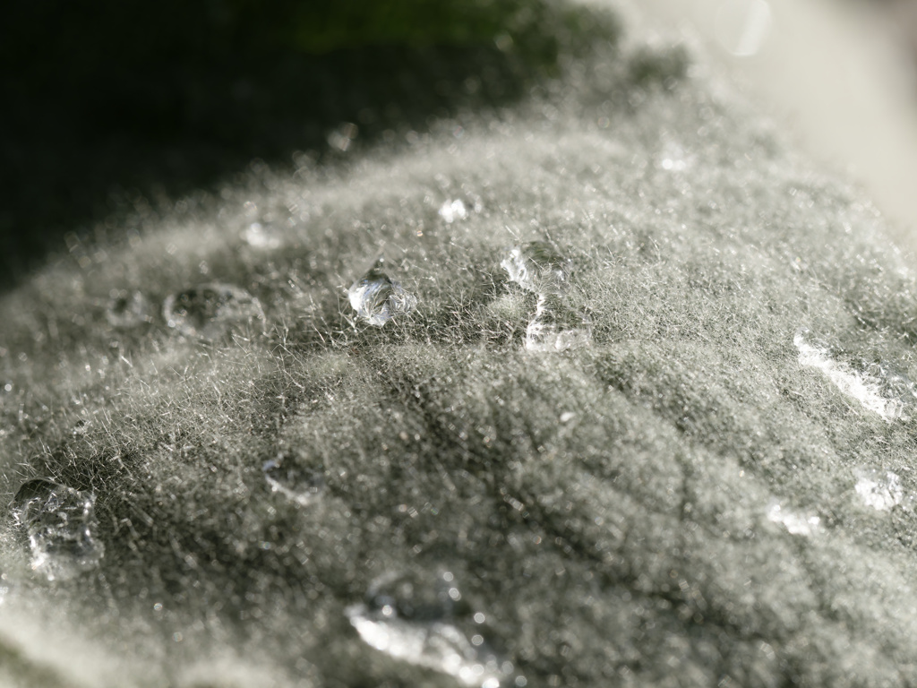 ふかふか葉っぱ