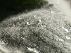 ふかふか葉っぱ