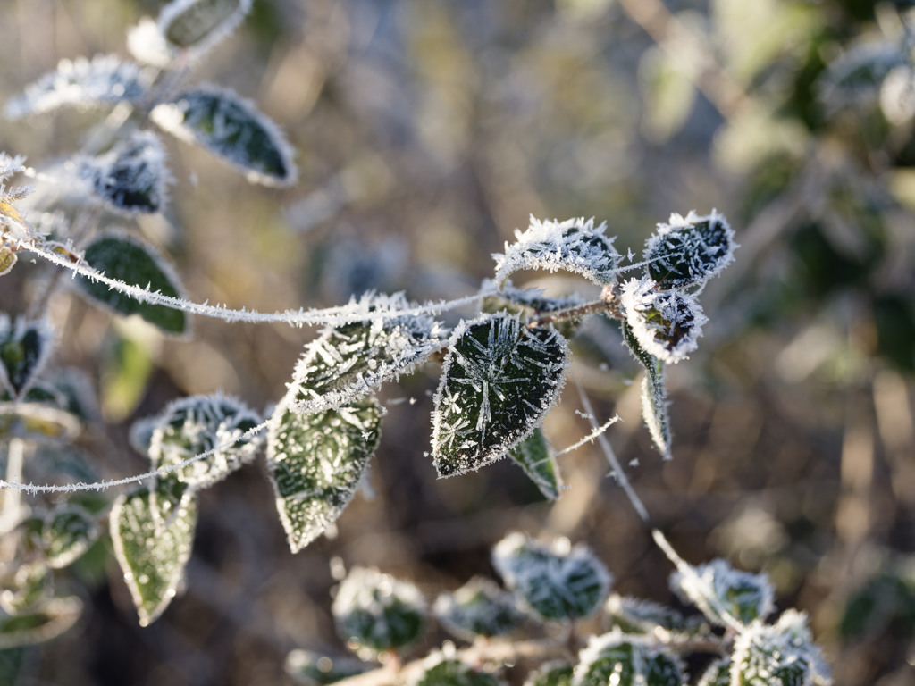 朝の冷凍植物シリーズ