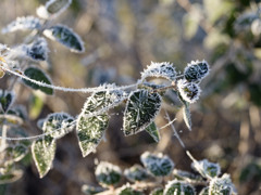 朝の冷凍植物シリーズ