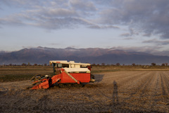 あさやけﾔﾝﾏｰ feat. わたくし