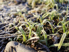 いてつきモーニング