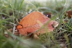 あさつゆおちば