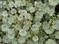 ゼニバアオイゾーン