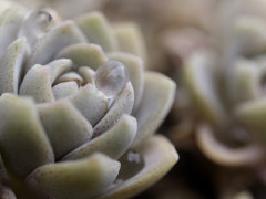 雨しずくぷるぷるシリーズ