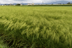 強風稲なぎなぎ1sec