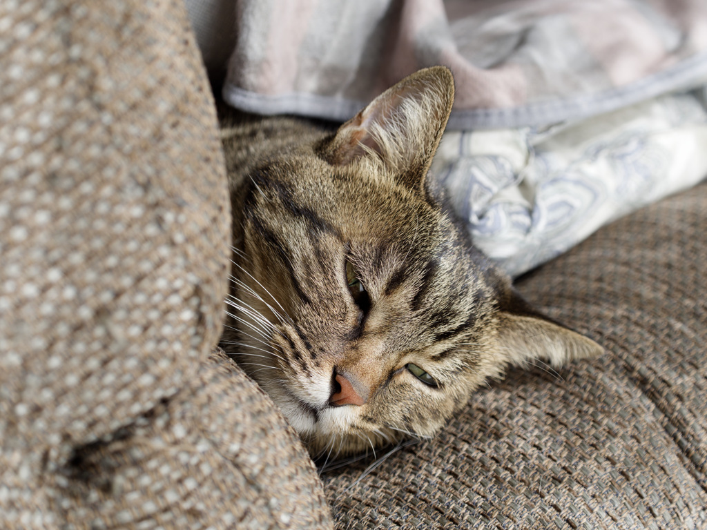 にゃんも